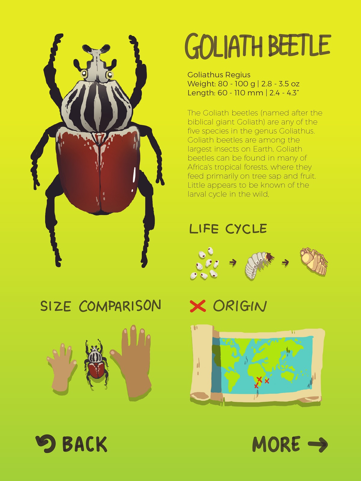 Children Encyclopedia of Beetles 03