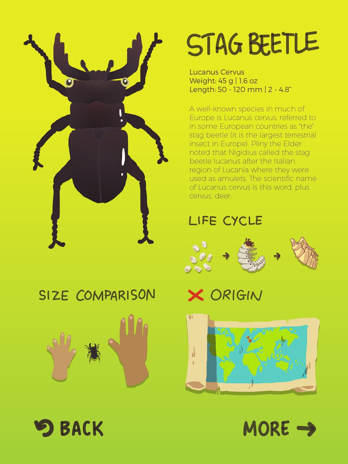 Children Encyclopedia of Beetles 04