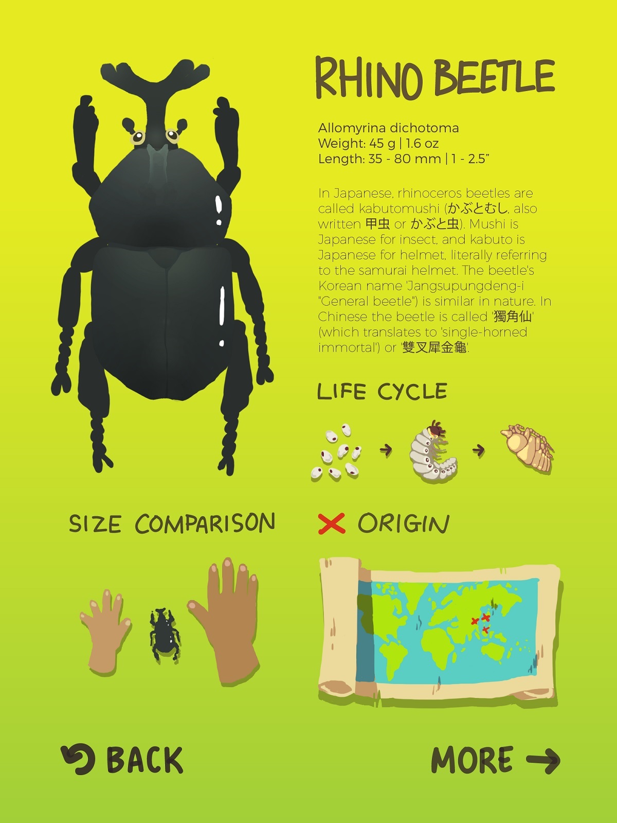 Children Encyclopedia of Beetles 05
